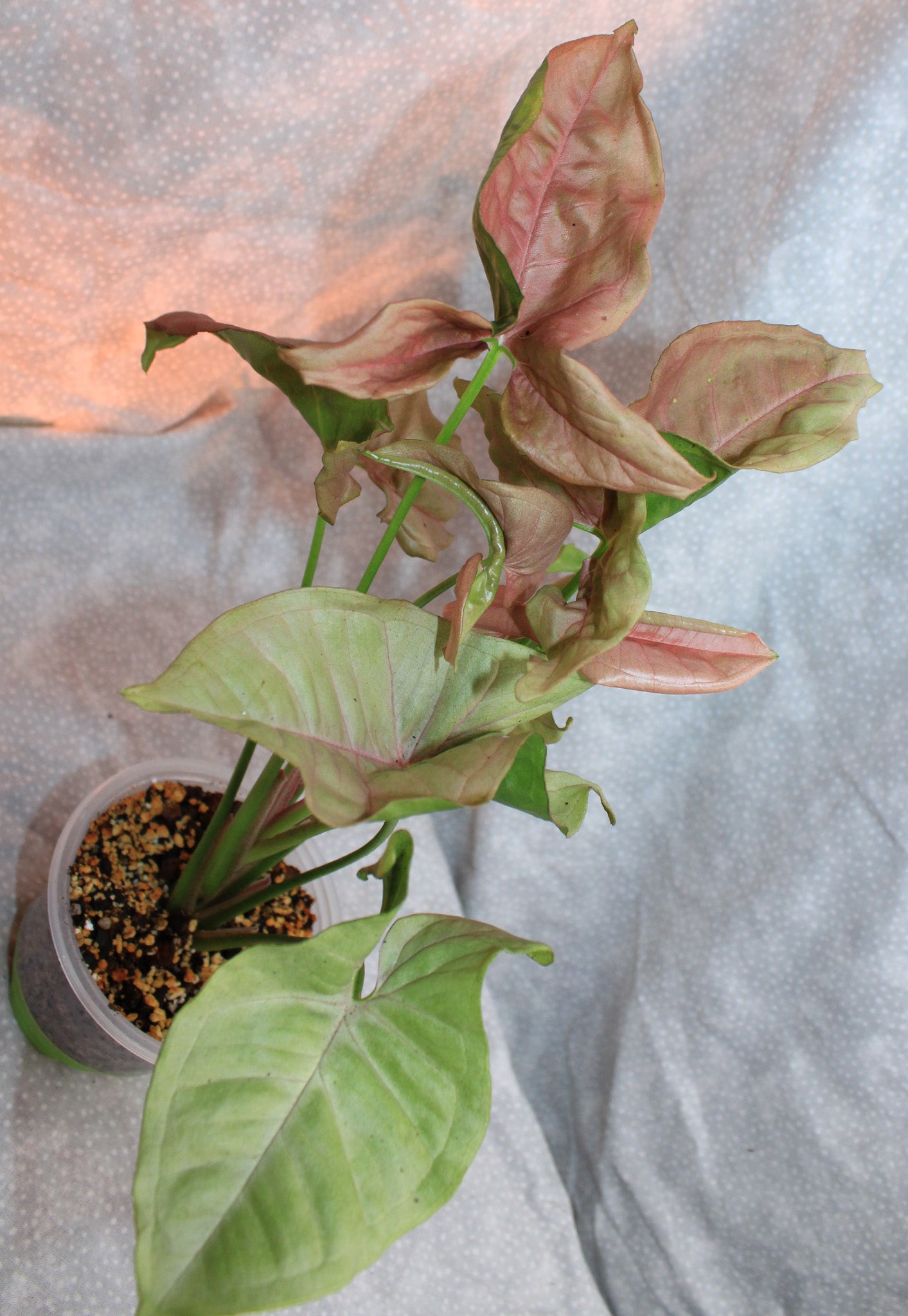 Syngonium Pink Neon S04