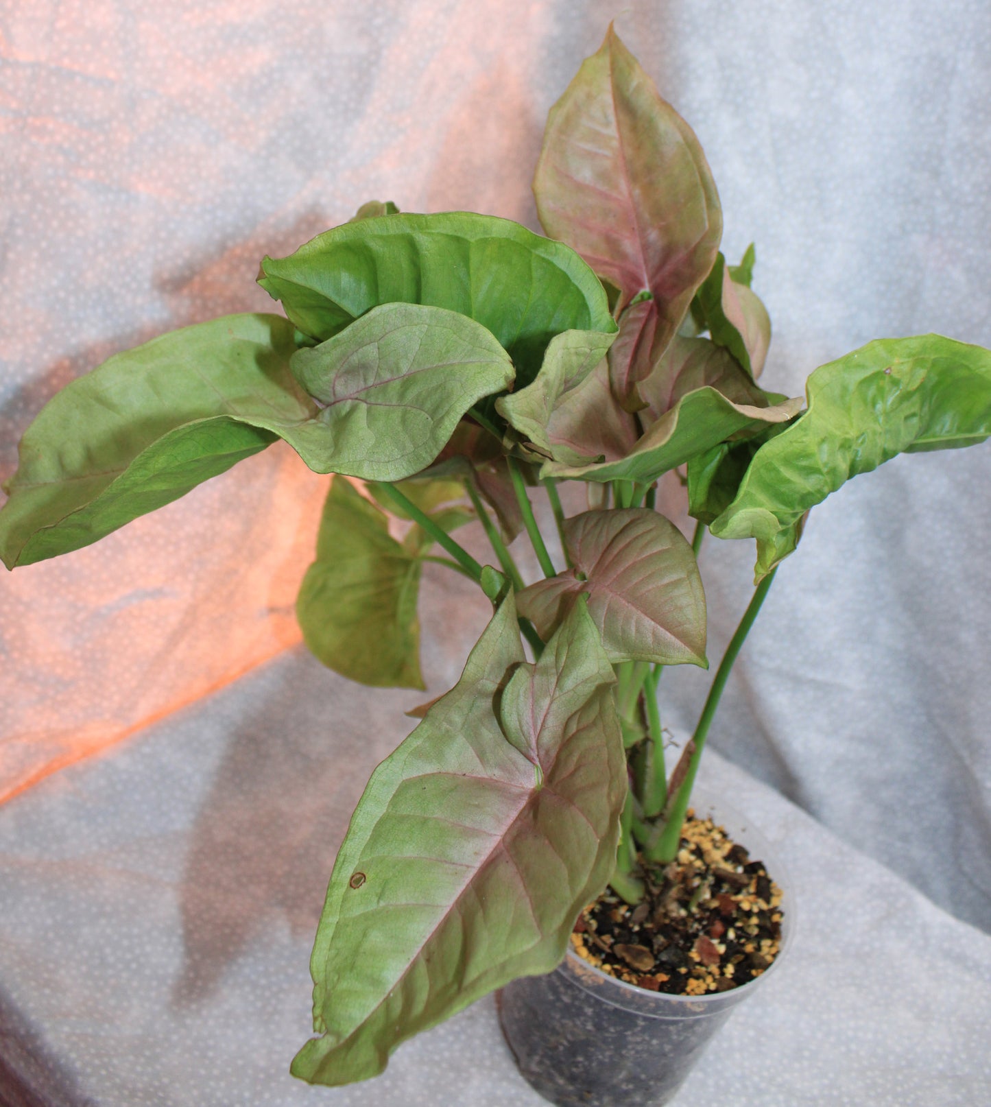 Syngonium Pink Neon S05