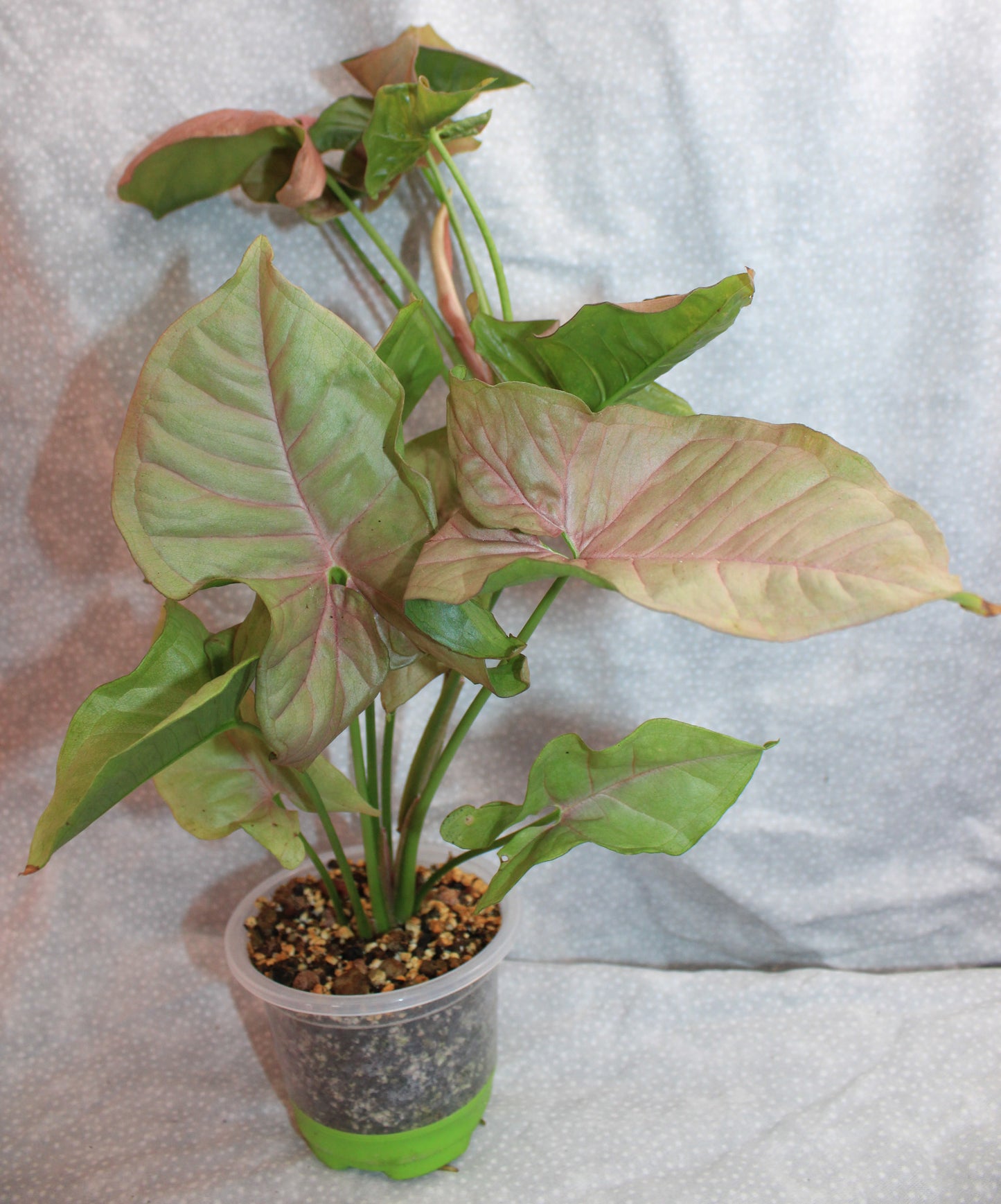 Syngonium Pink Neon S01