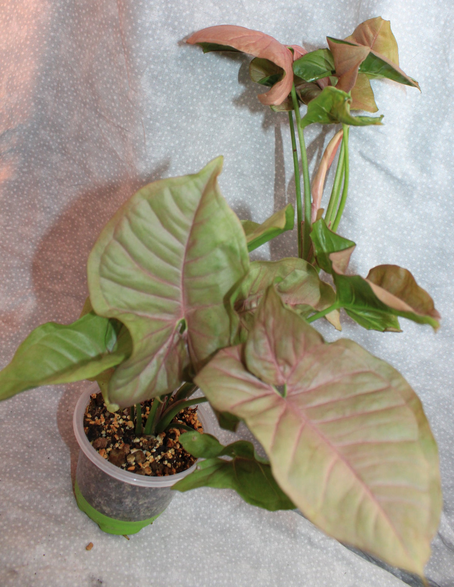 Syngonium Pink Neon S01