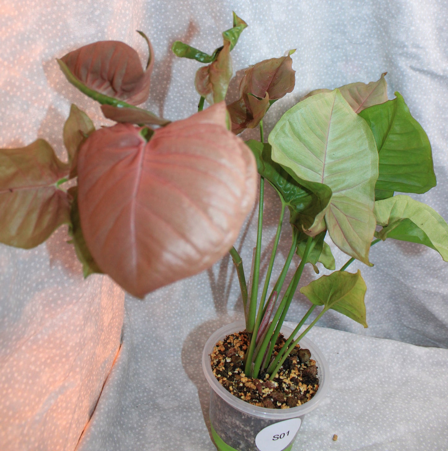 Syngonium Pink Neon S01