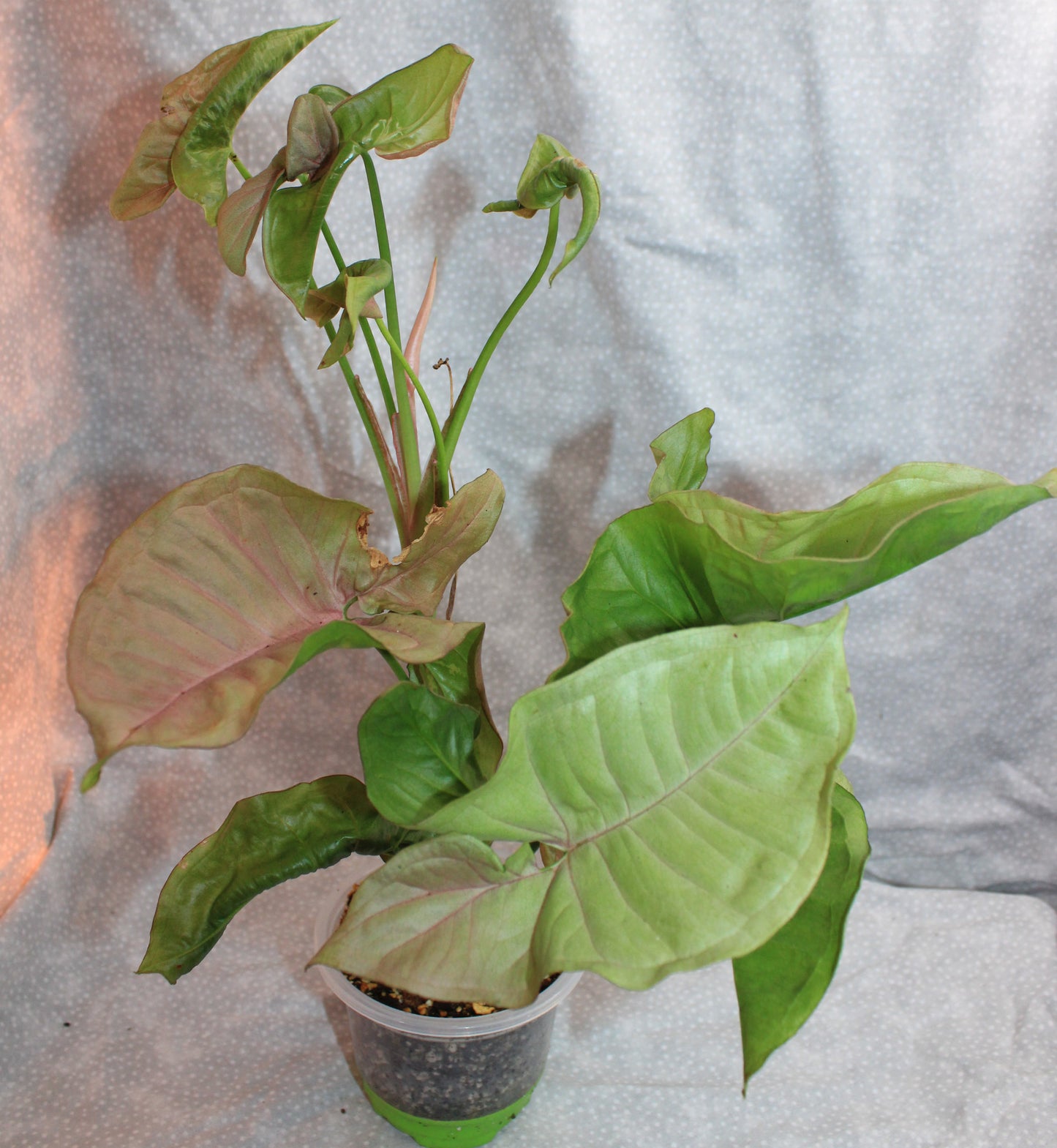 Syngonium Pink Neon S03