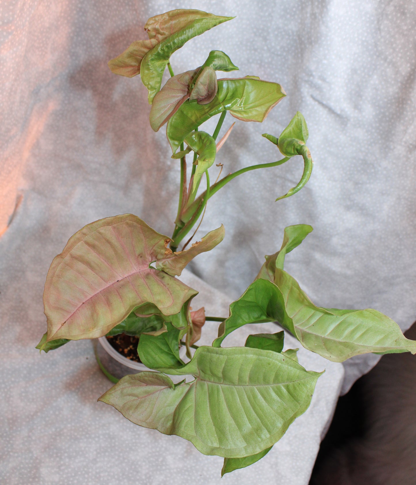 Syngonium Pink Neon S03