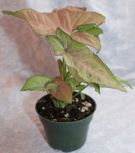 Syngonium Regina Red S19