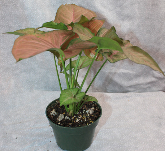 Syngonium Regina Red S20