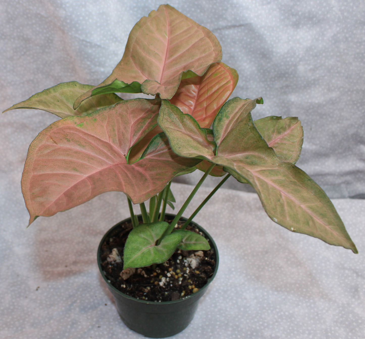 Syngonium Regina Red S20