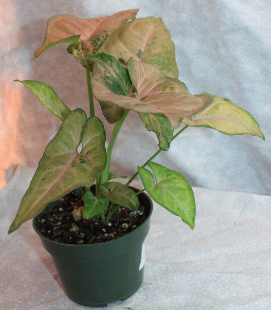 Syngonium Regina Red S21