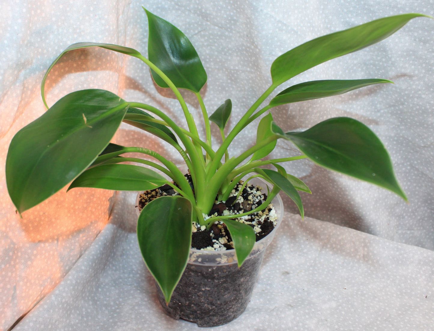 Philodendron Green Princess P04