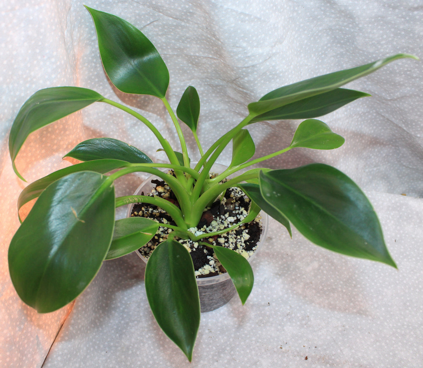 Philodendron Green Princess P04