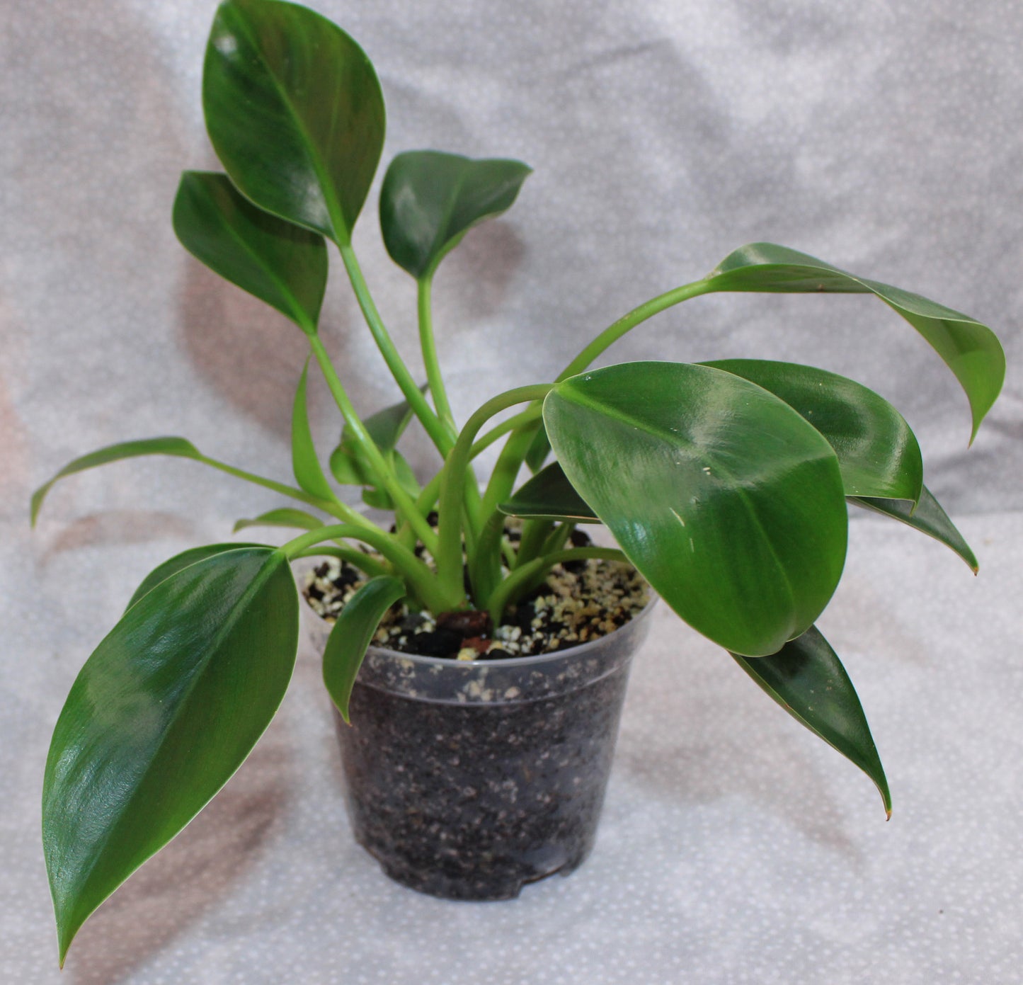 Philodendron Green Princess P04