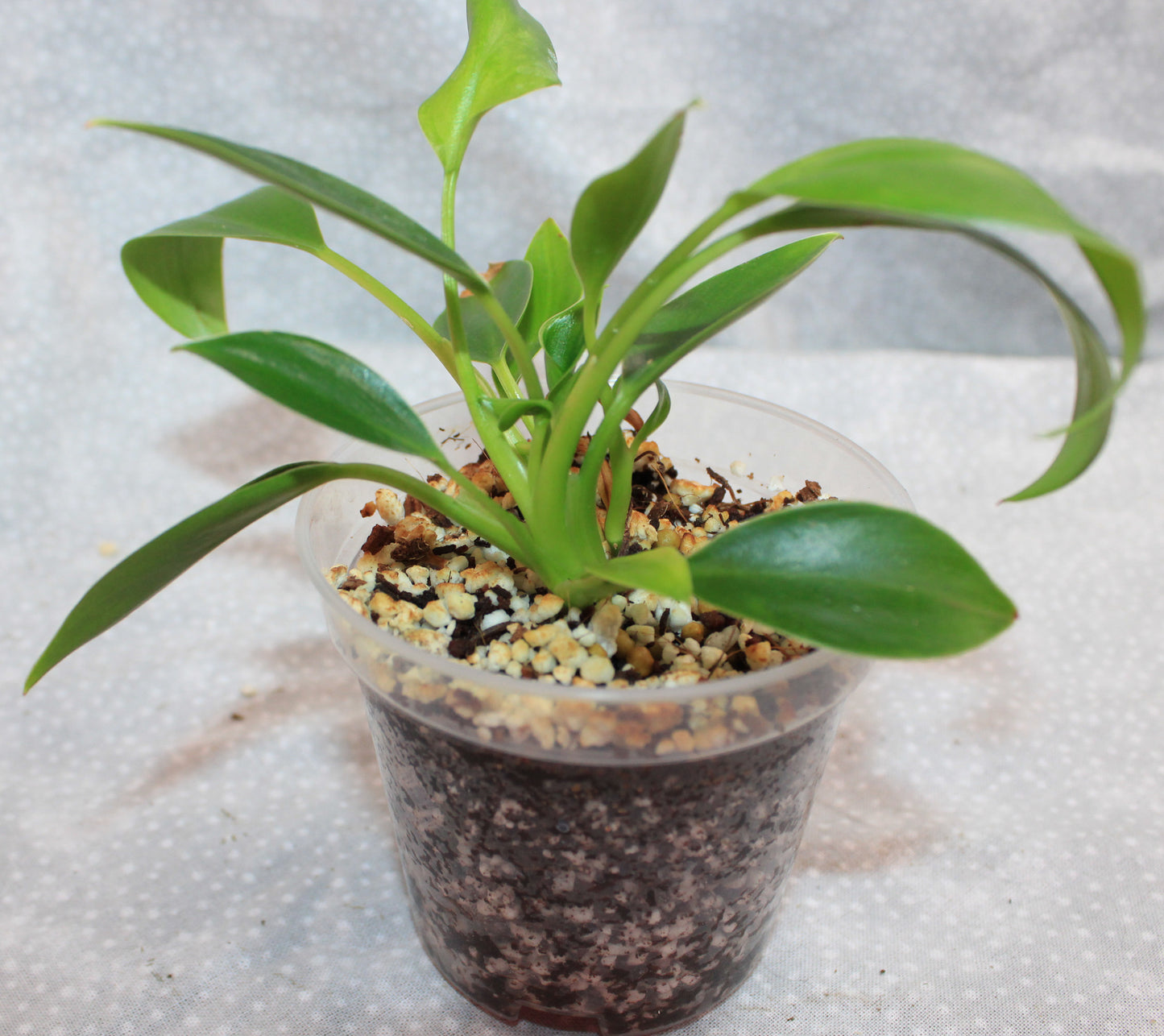 Philodendron NOID P06