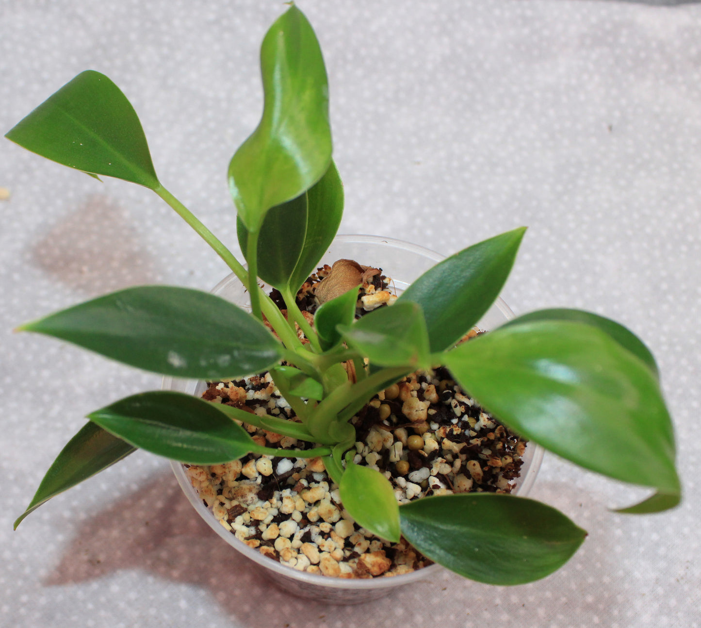 Philodendron NOID P06