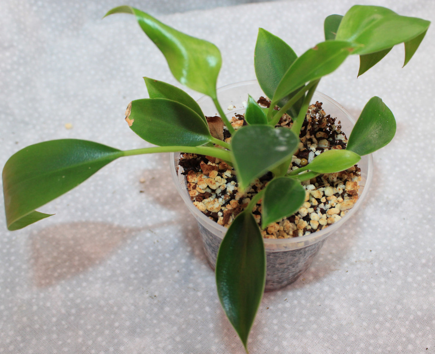 Philodendron NOID P06