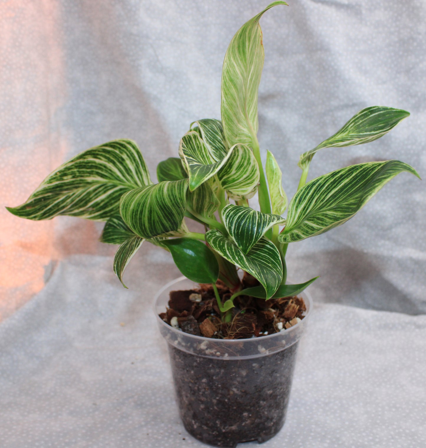 Philodendron Birkin P08