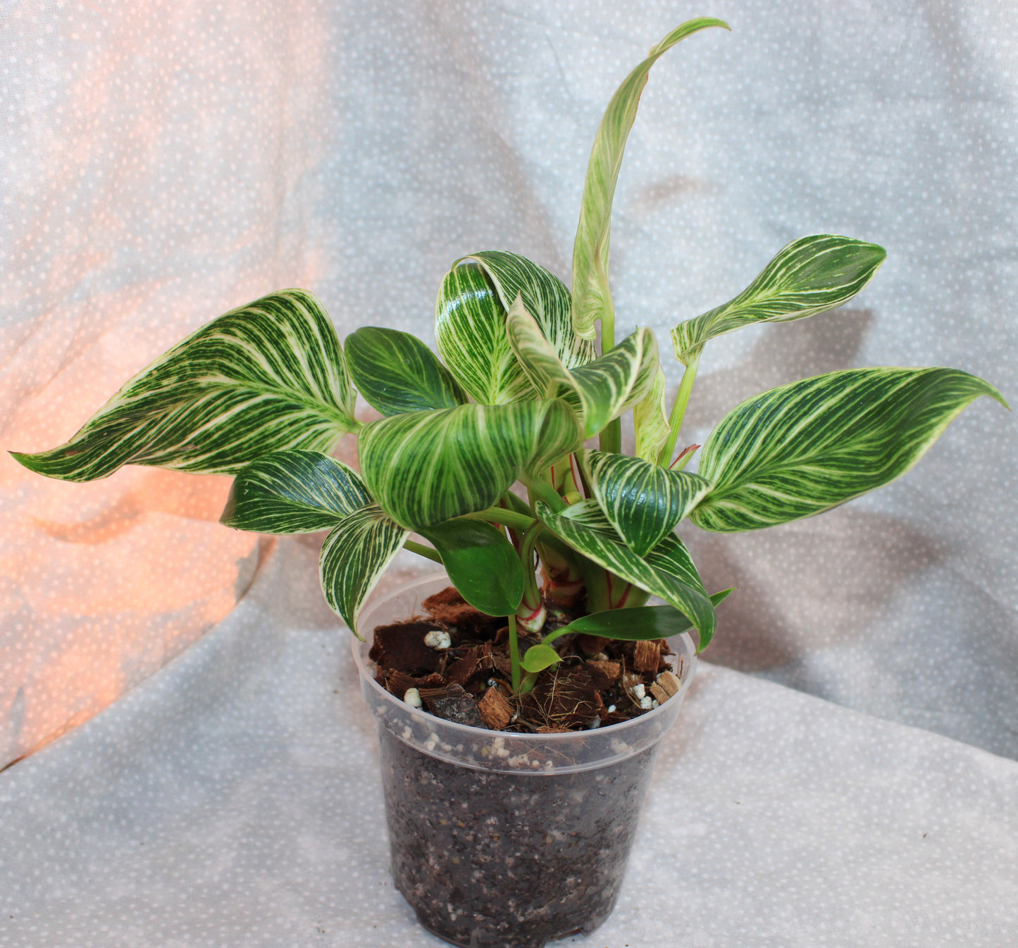 Philodendron Birkin P08