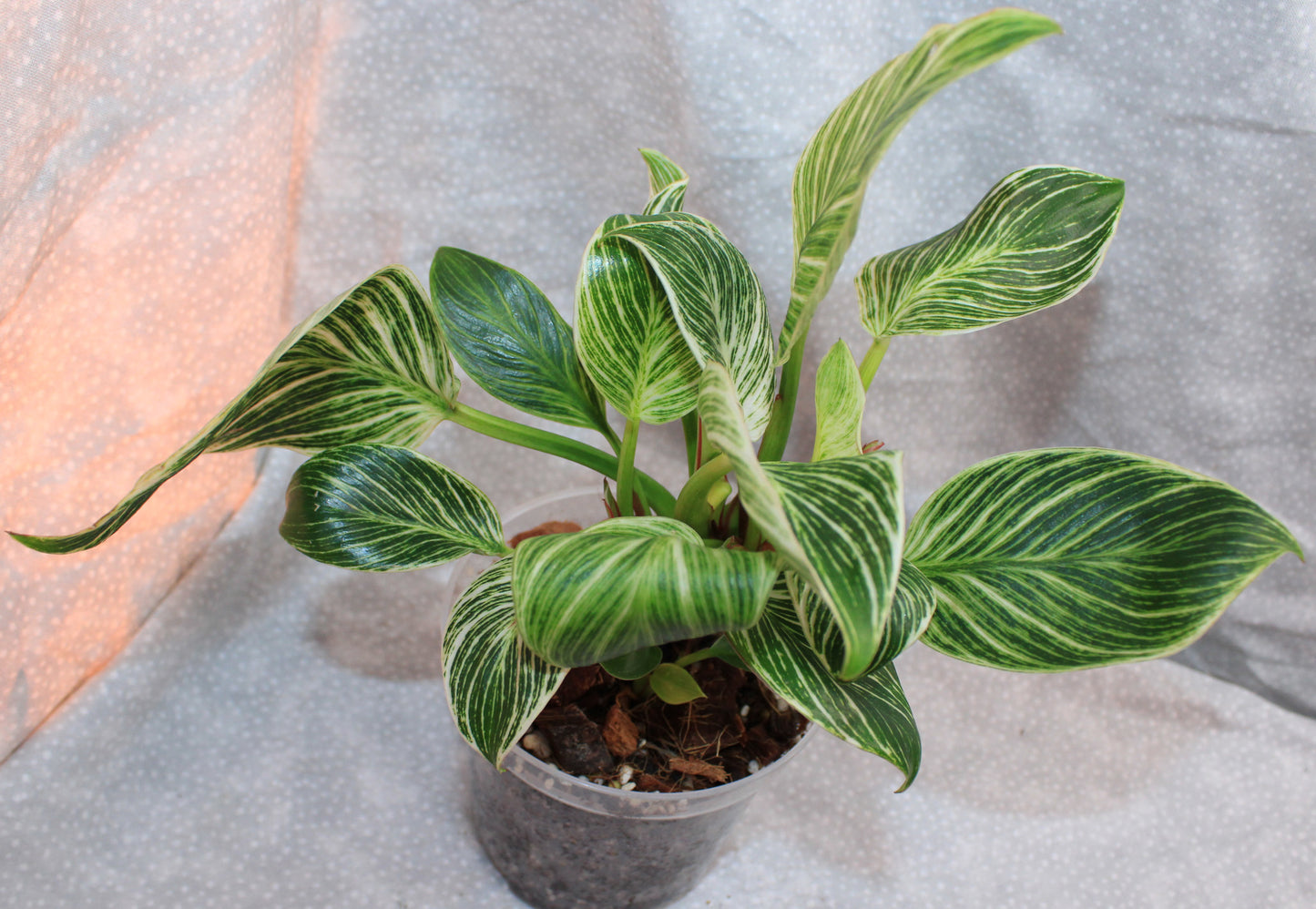 Philodendron Birkin P08