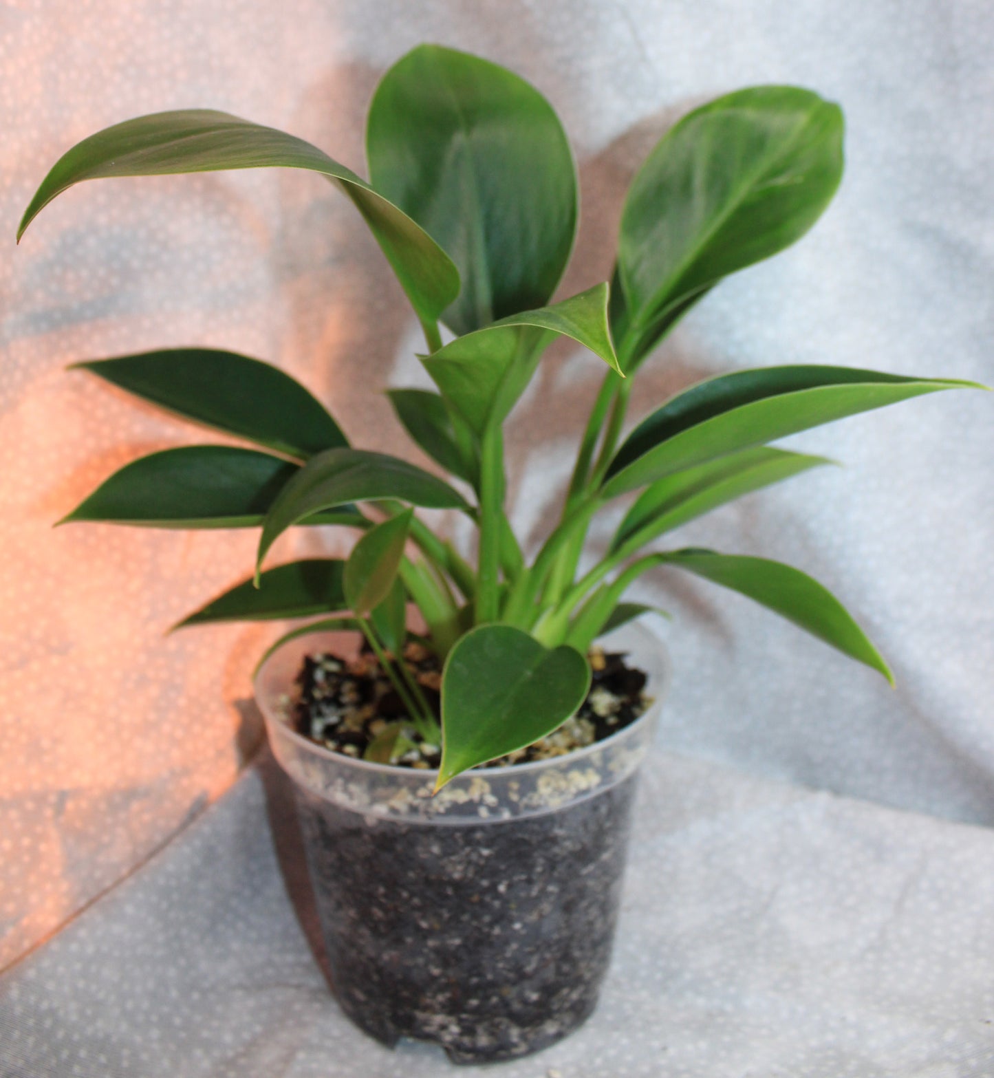 Philodendron Green Princess P09