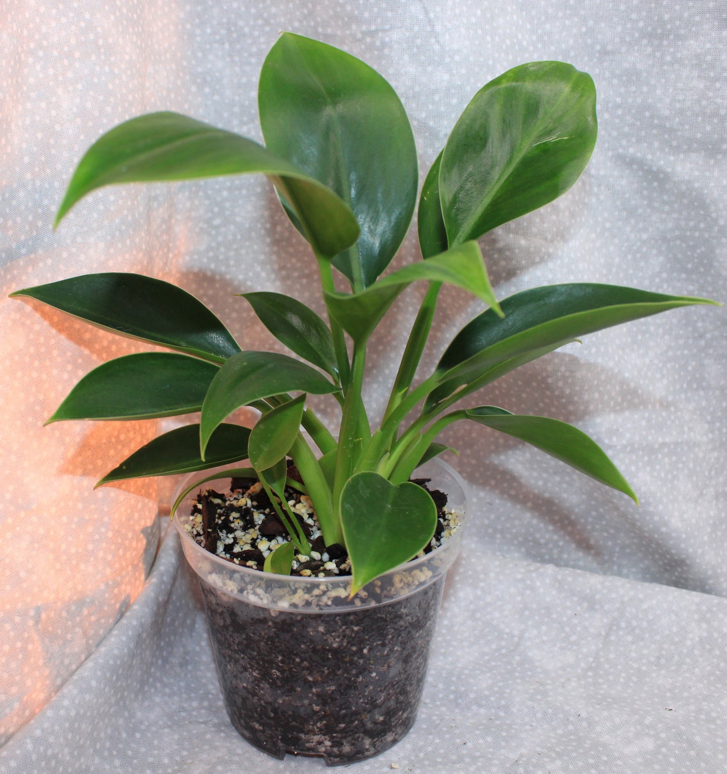 Philodendron Green Princess P09