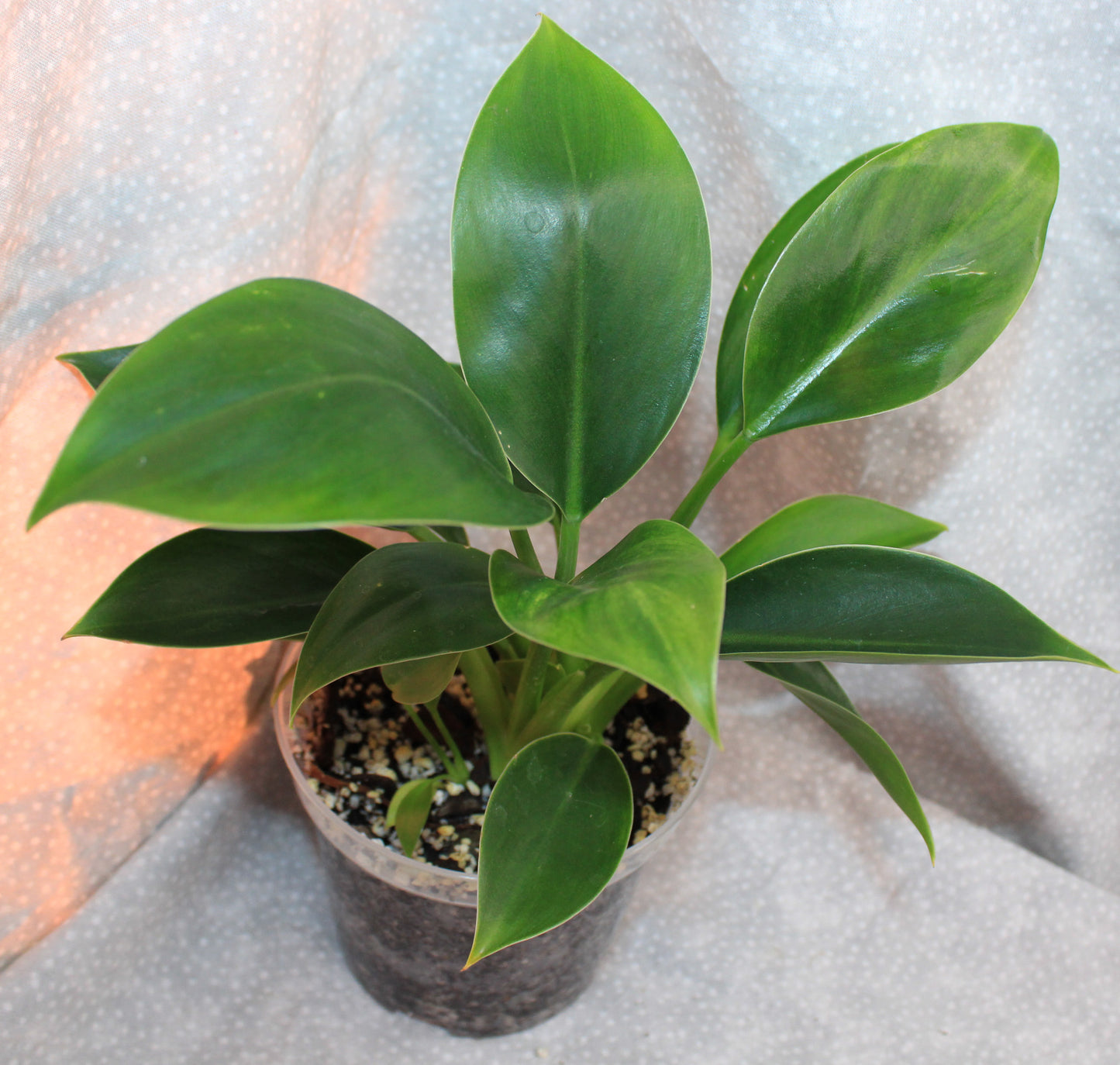 Philodendron Green Princess P09