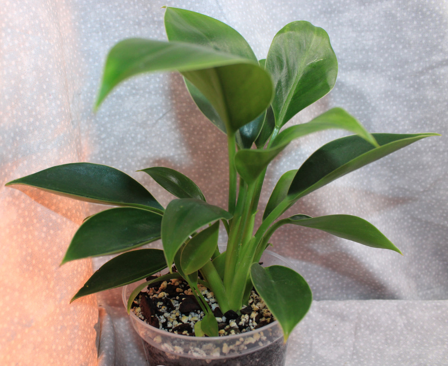 Philodendron Green Princess P09