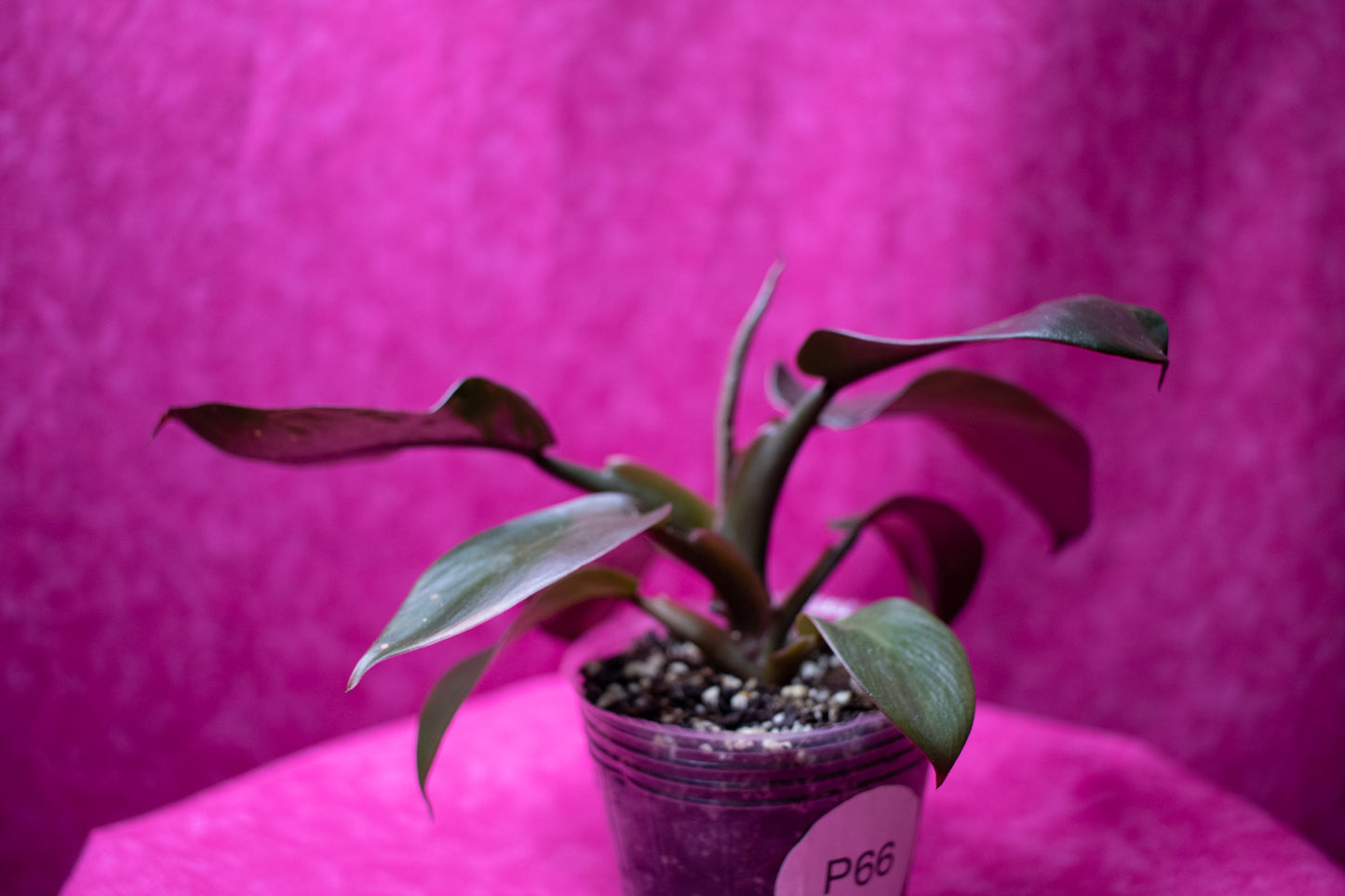 Philodendron Black Cardinal P66