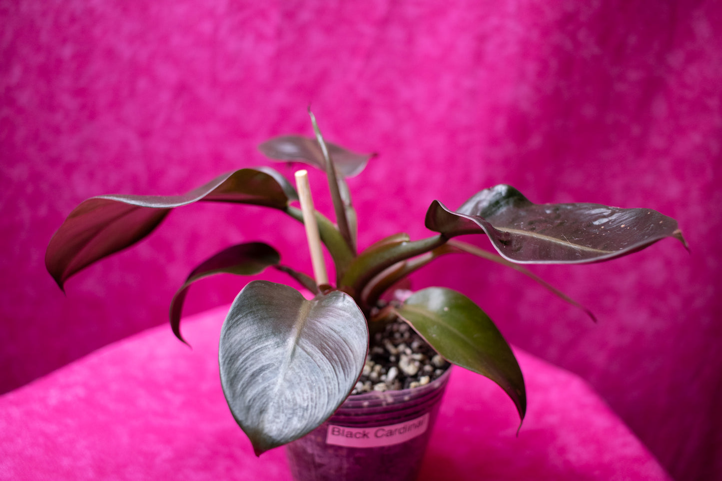 Philodendron Black Cardinal P66