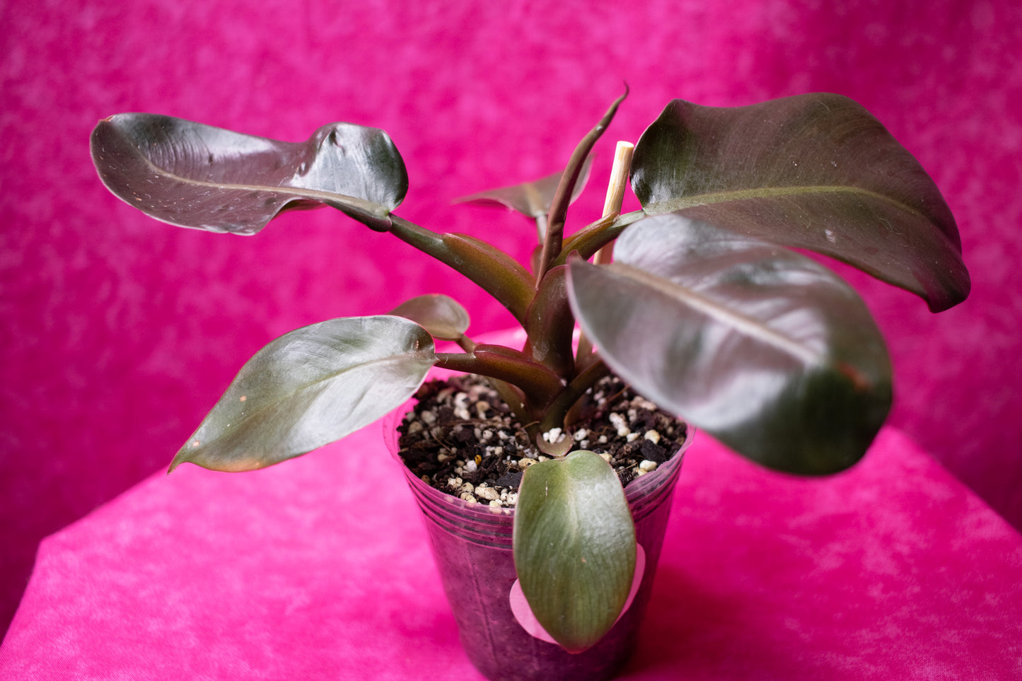 Philodendron Black Cardinal P66