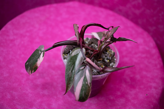 Philodendron Pink Princess P144