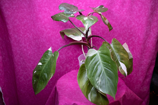 Philodendron Red Anderson P152