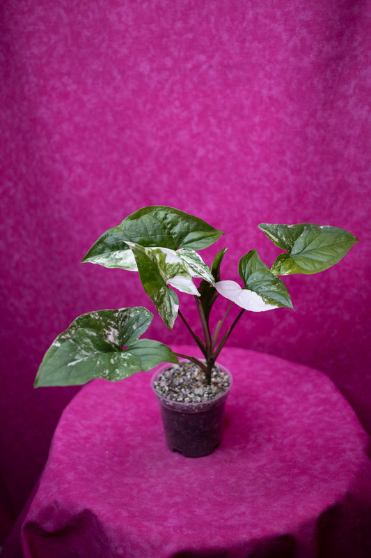 Syngonium Albo S26