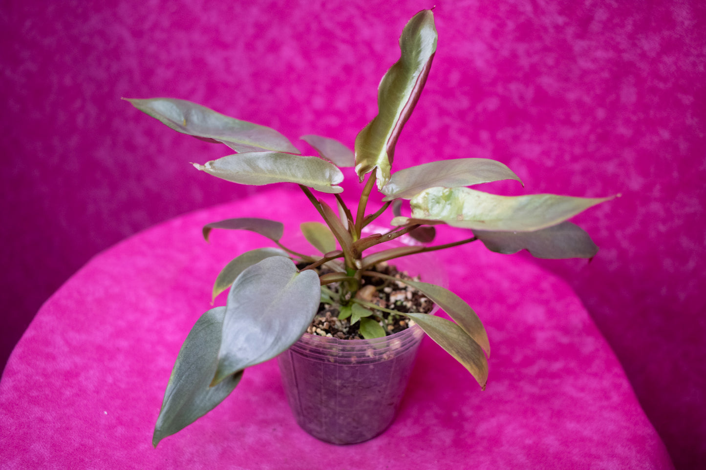 Philodendron Atabapoense P154