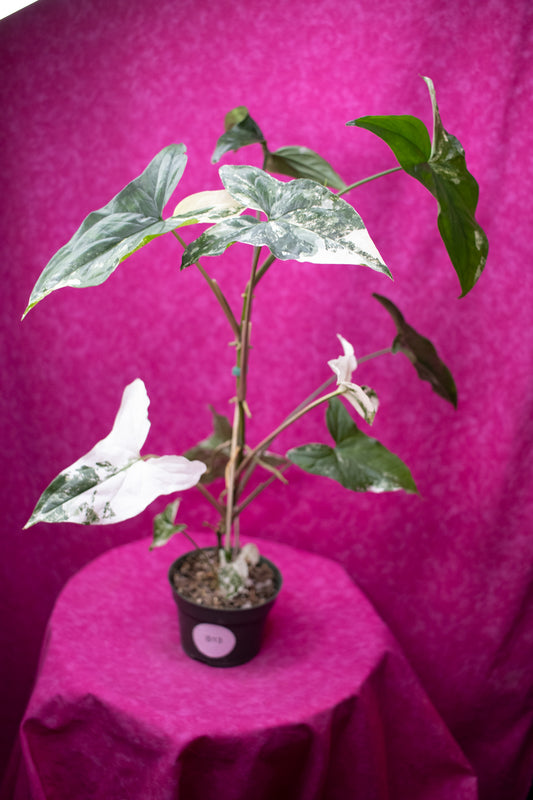 Syngonium Albo S13