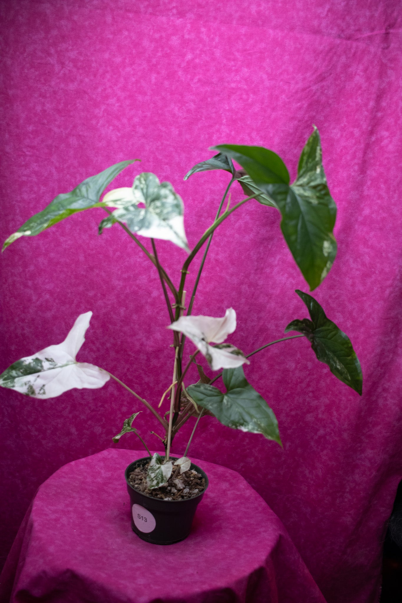 Syngonium Albo S13