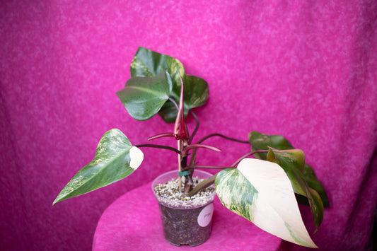 Philodendron Strawberry Shake P164