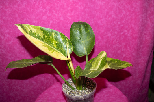 Philodendron Green Congo Nuclear P165