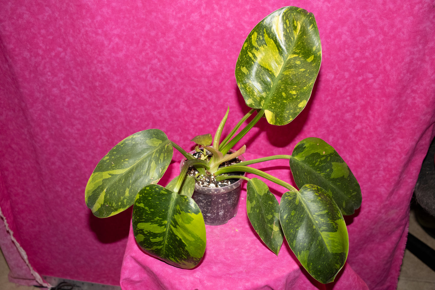 Philodendron Green Congo Nuclear P166