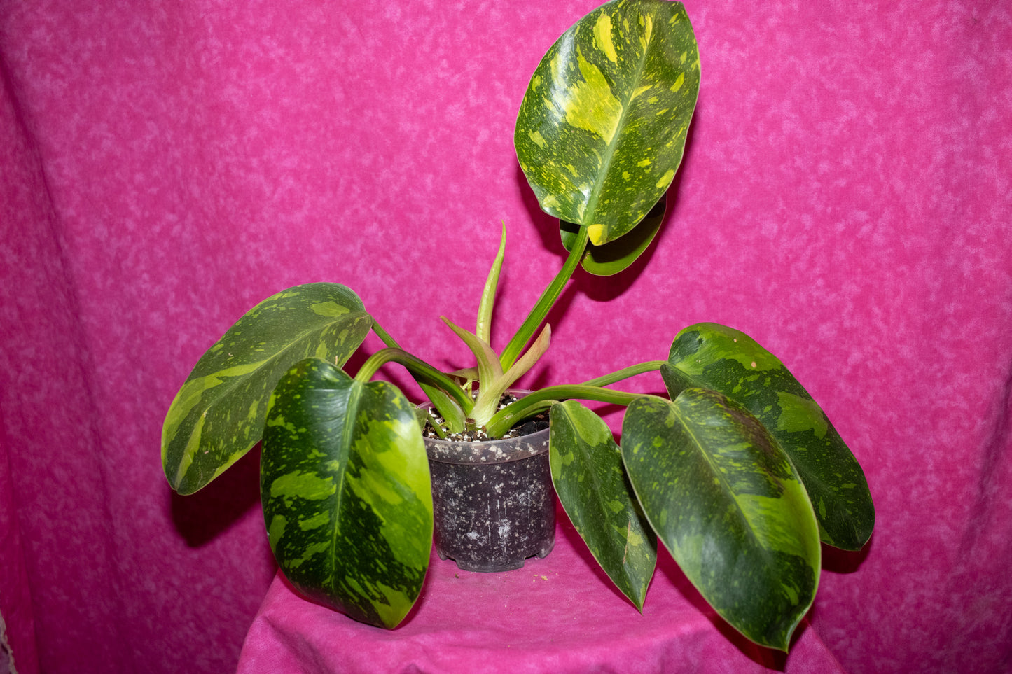 Philodendron Green Congo Nuclear P166