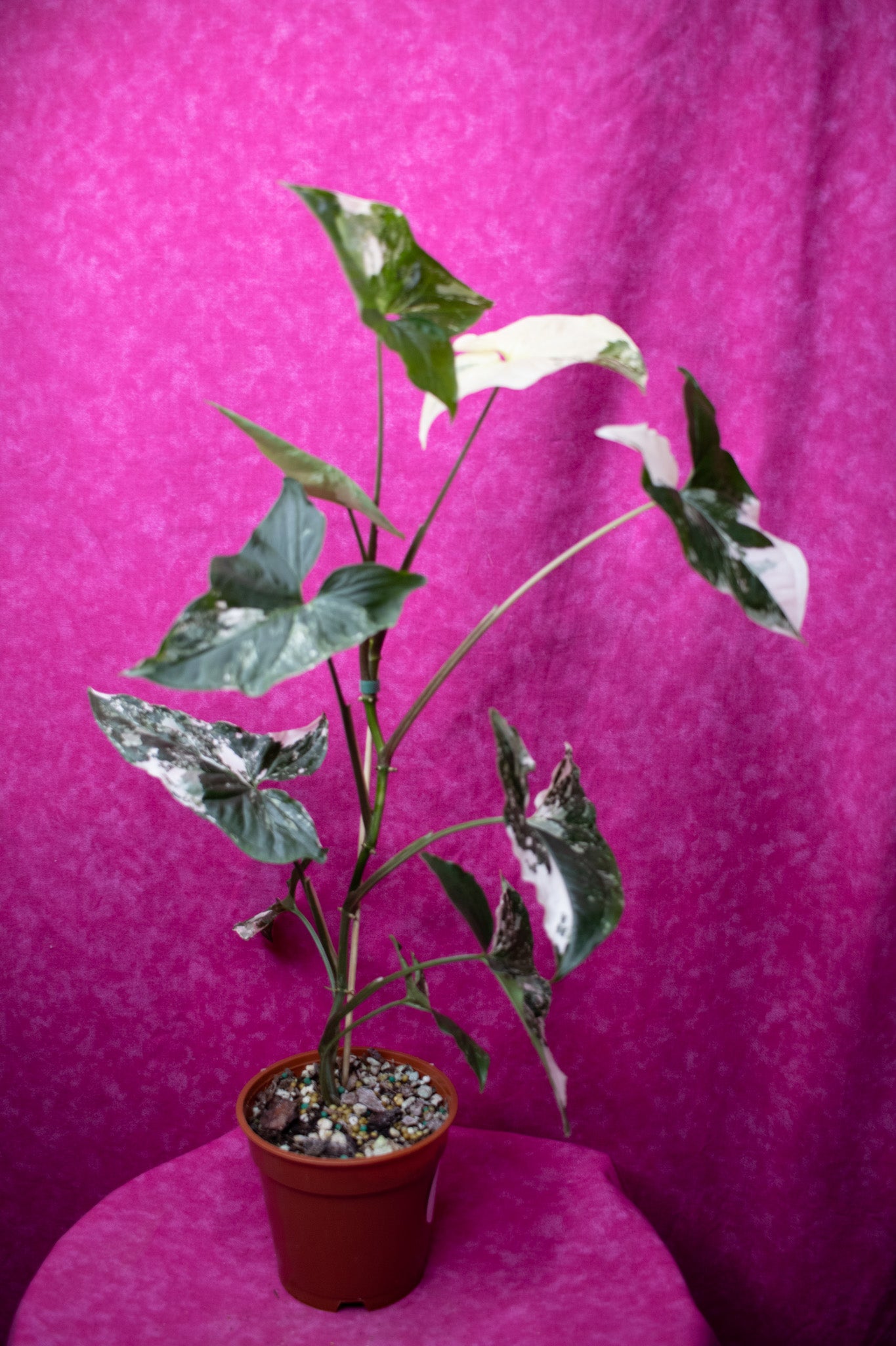 Syngonium Albo S29