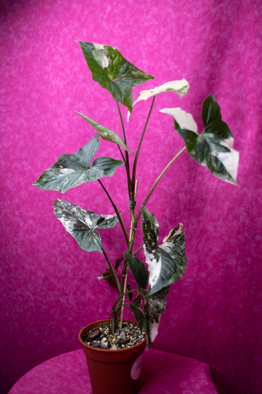 Syngonium Albo S29