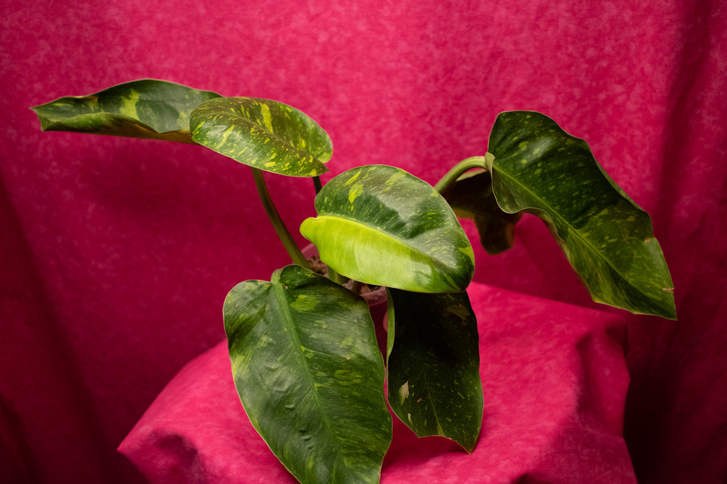 Philodendron Green Congo Variegated P68