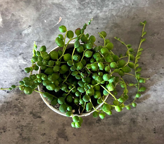 String of Pearls