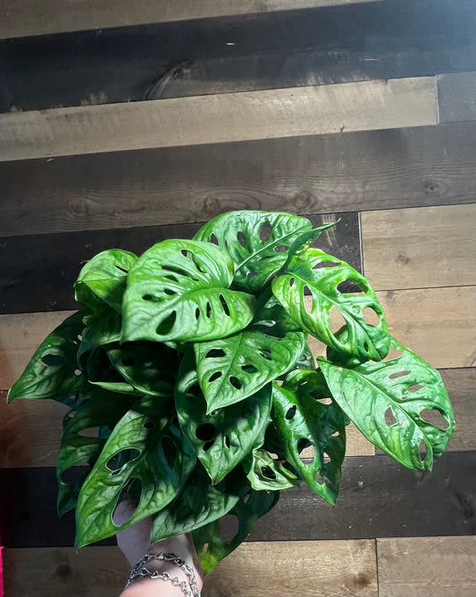 Monstera Adansonii